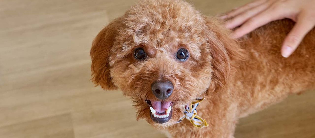 「わんちゃんの幼稚園 Comfy」を併設